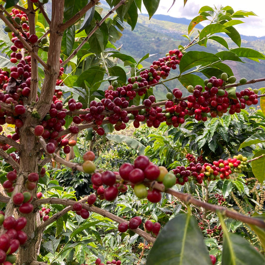 Explorer Subscription (Ironside Rotation)